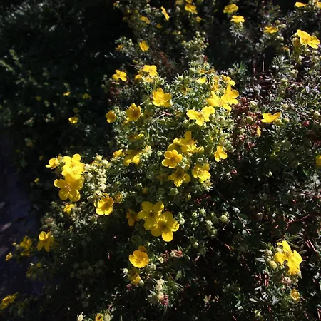 Apartmenthaus Hollaenderei Büsum